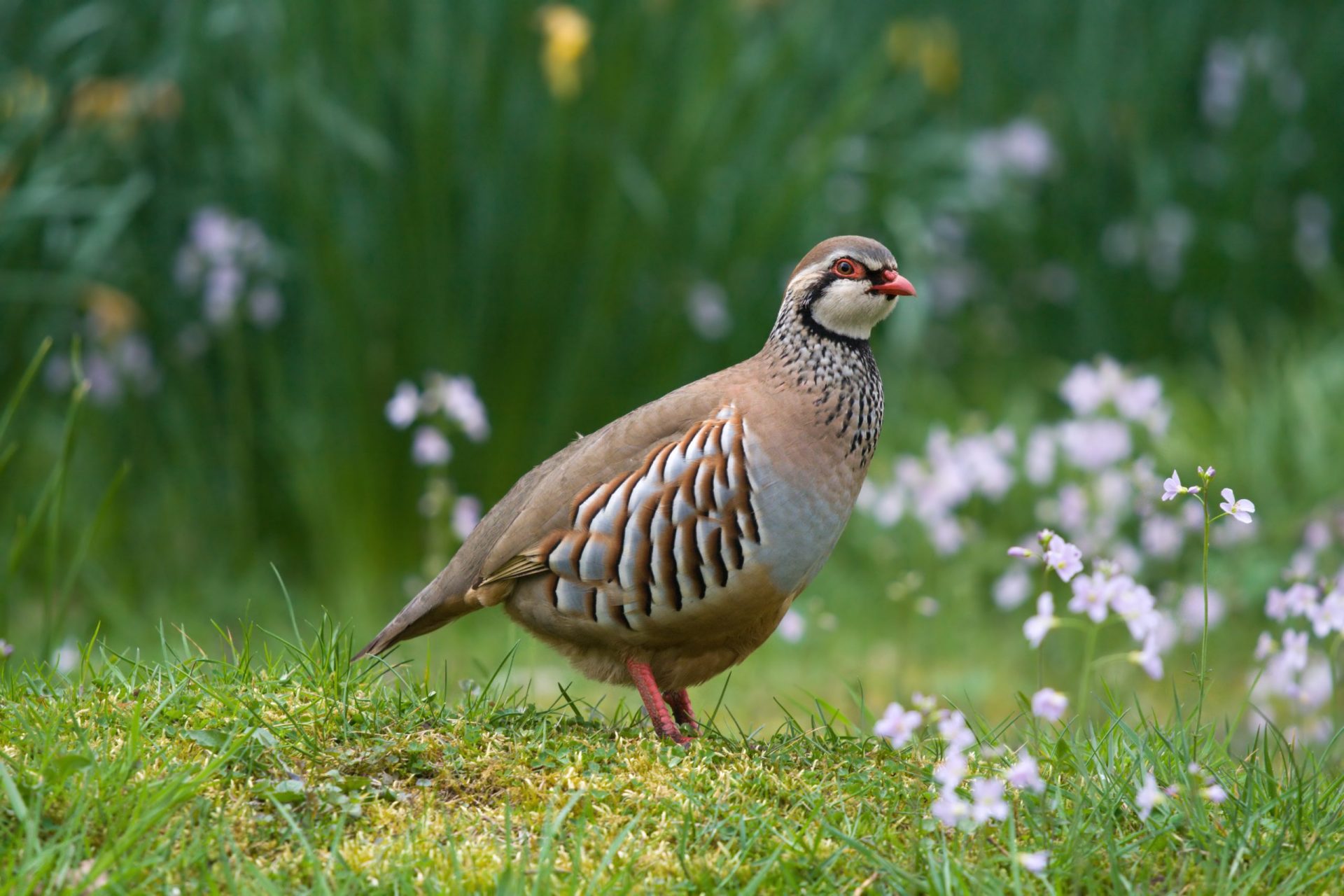 A List Of Game Meats That Are Delicious In Summer Salads