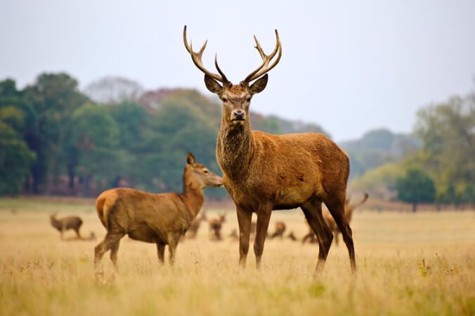 Top 5 Game Meats Eaten in the UK