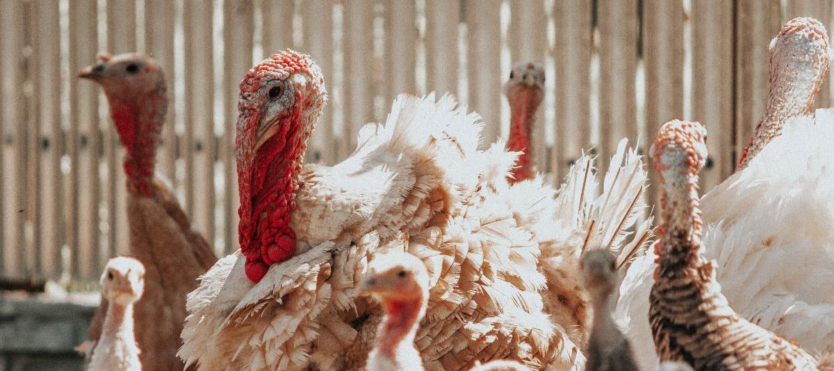 The truth behind bird flu and what this means for our Christmas meat