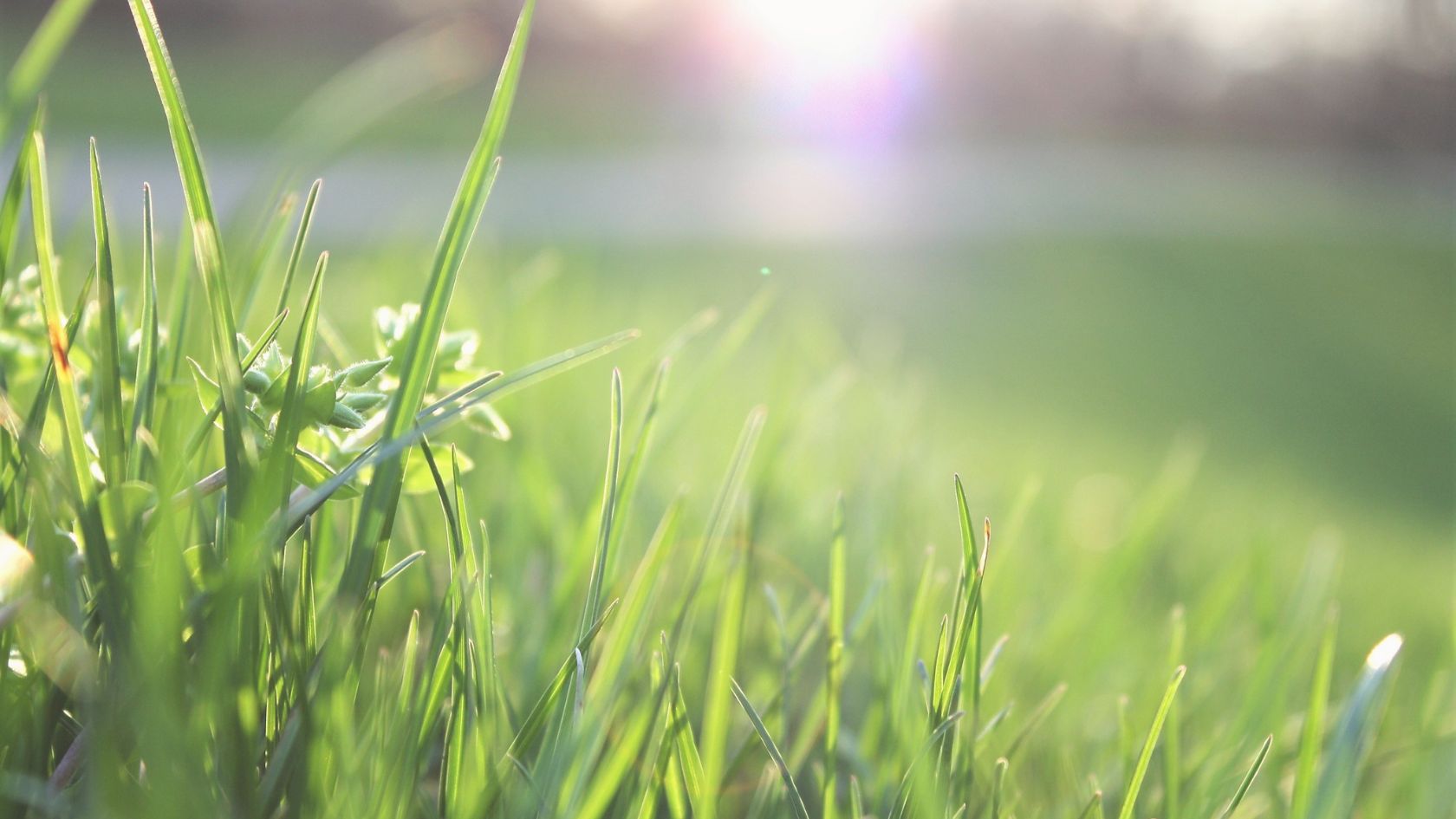 Why Grassroots Meat Sourcing Powerfully Impacts Quality and Sustainability