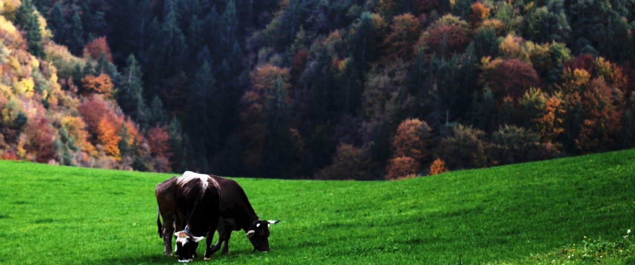 Grain-Fed Meat vs. Grass-Fed: Key Benefits Explained