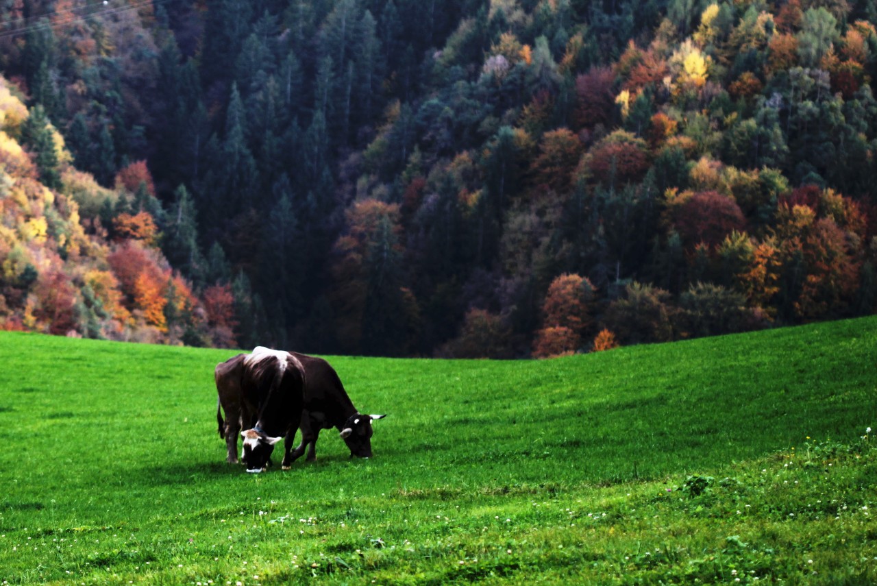 Grain-Fed Meat vs. Grass-Fed: Key Benefits Explained