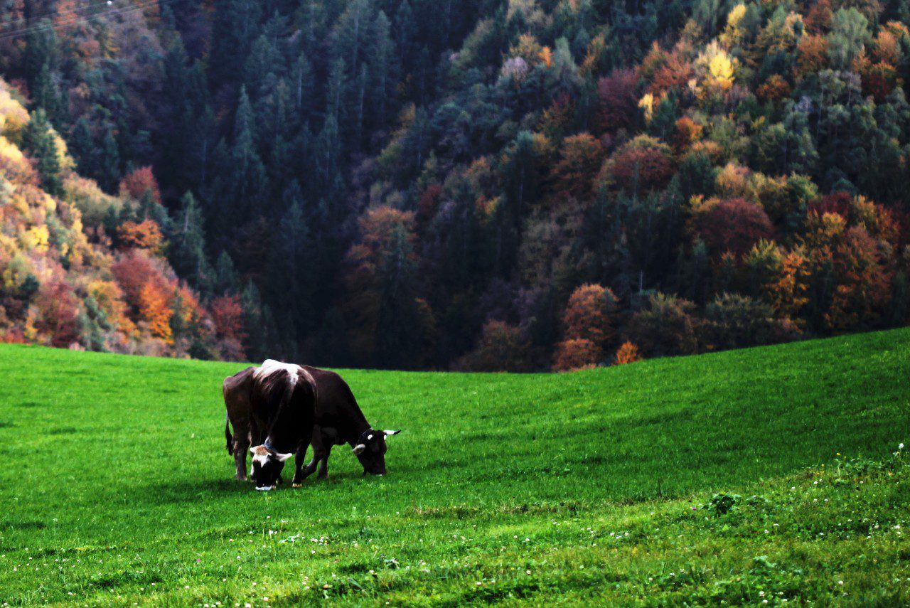 Grain-Fed Meat vs. Grass-Fed: Key Benefits Explained