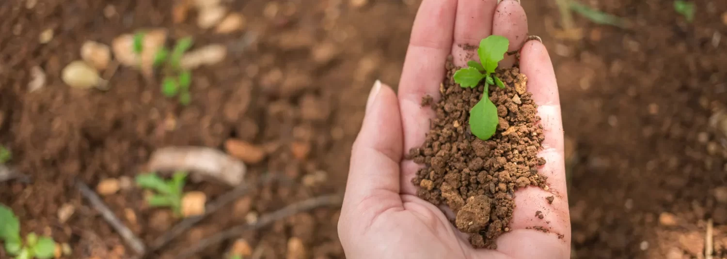 Regenerative Farming in British Foodservice: Scalable Solutions