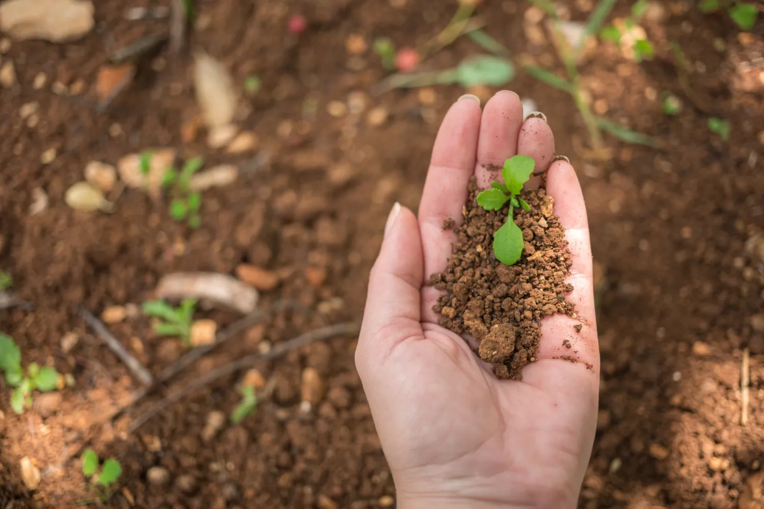 A hand holding a small amount of soil with two green seedlings, evoking new beginnings—much like students at London Butchery Academy, where growth and learning are always in bloom. More soil and small plants are visible in the blurred background.